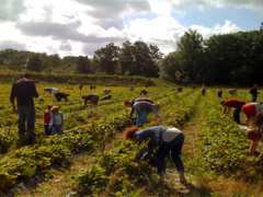 foto di Fraises et Pommes Labaronne au Domaine de Chatenay (Tours)